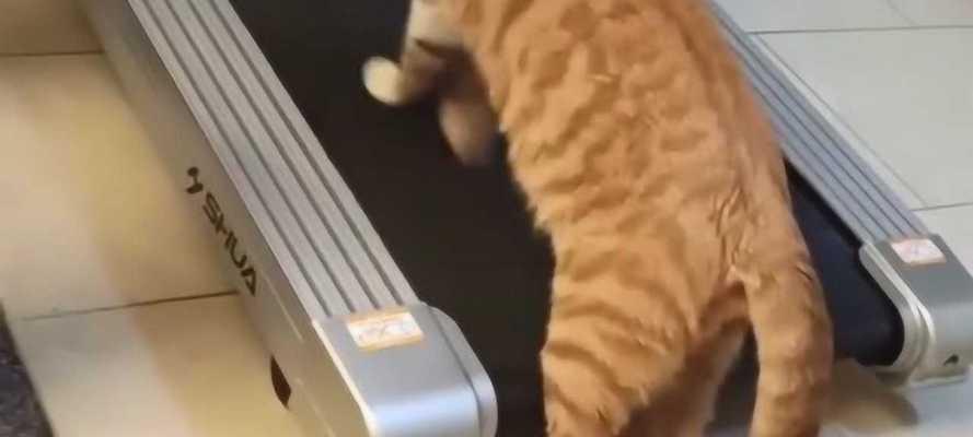 猫咪跑步机不跑步怎么办（如何引导猫咪在跑步机上进行有效运动）