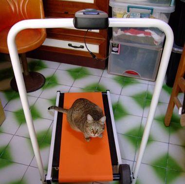 猫咪跑步机不跑步怎么办（如何引导猫咪在跑步机上进行有效运动）