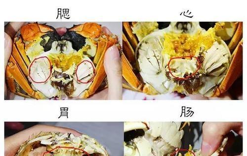 美国冰箱大闸蟹怎么处理？冷冻保存和烹饪方法是什么？