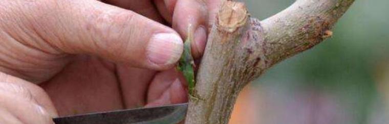 冰箱白胶发霉的处理方法（防止冰箱白胶发霉的小妙招）